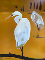 Białe czaple z cyklu Stawy - 2